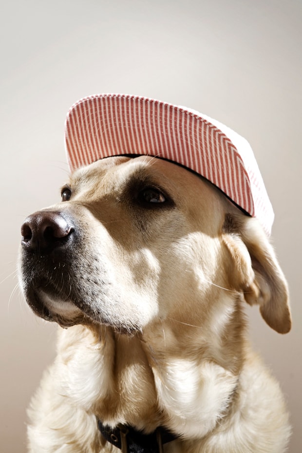 The Chimp Store Chimptown Dogs Editorial Hypebeast