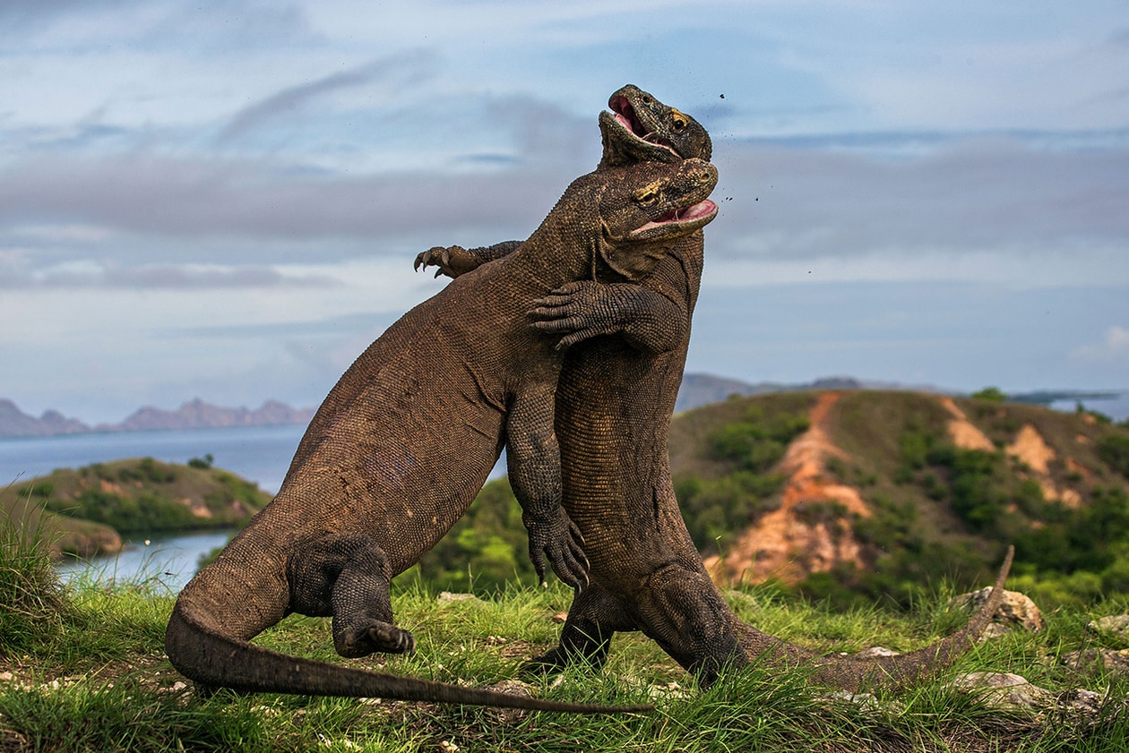 2015 Wildlife Photographer of the Year Winners