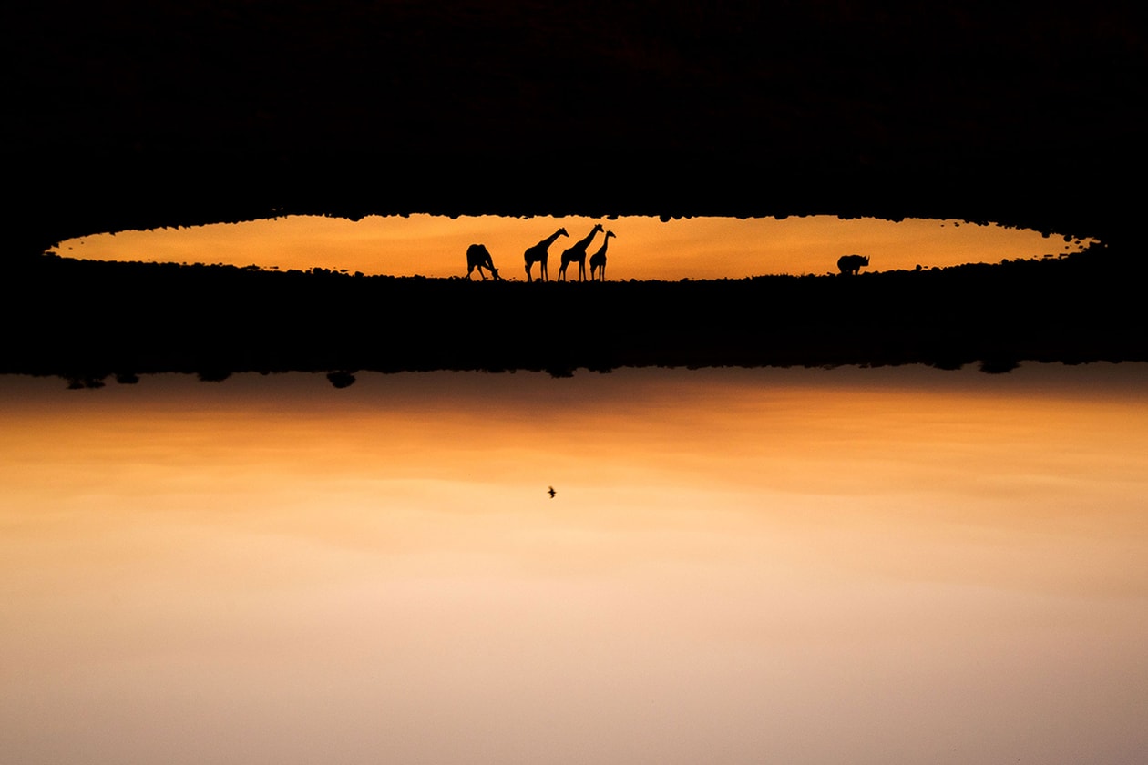 2015 Wildlife Photographer of the Year Winners