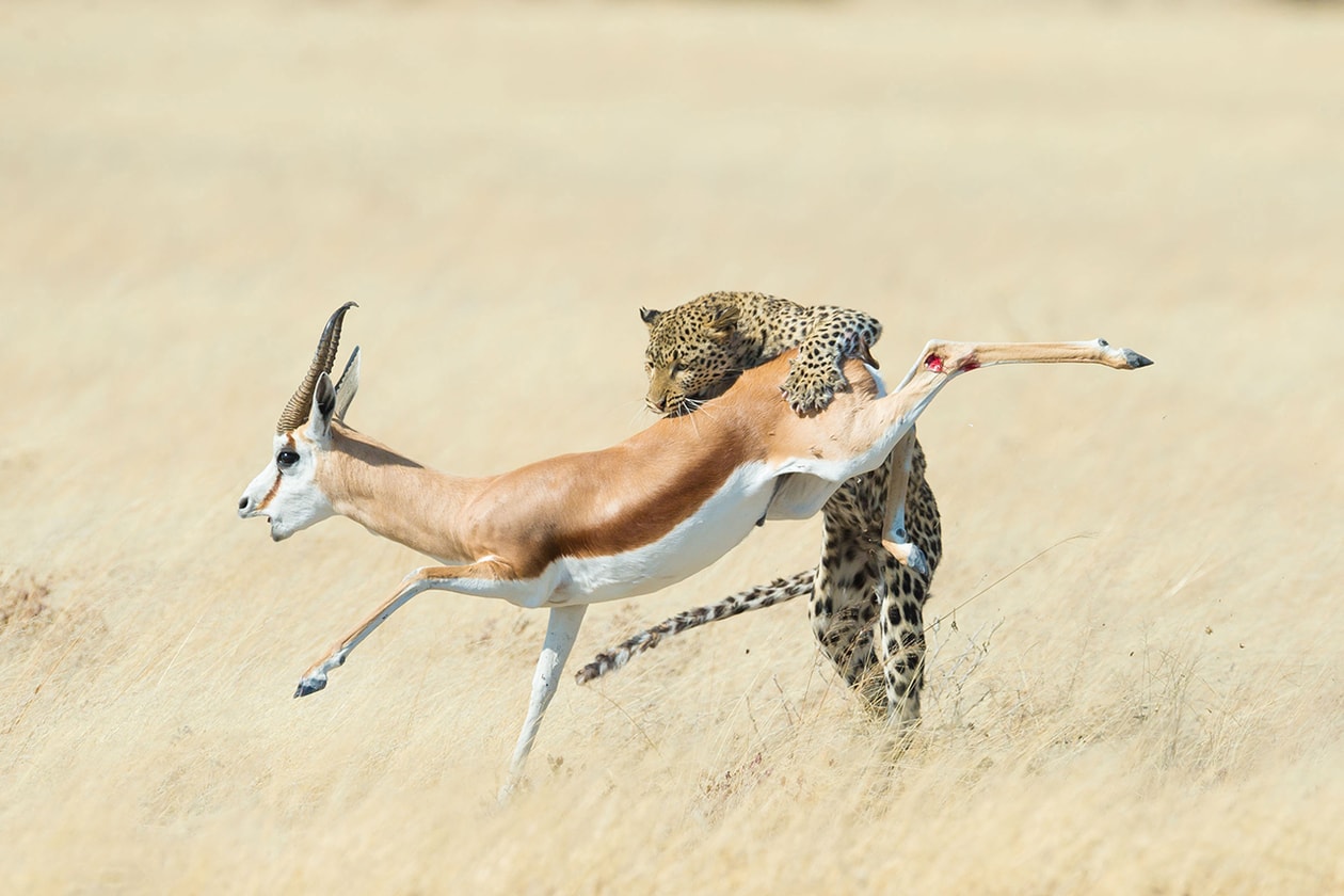 2015 Wildlife Photographer of the Year Winners