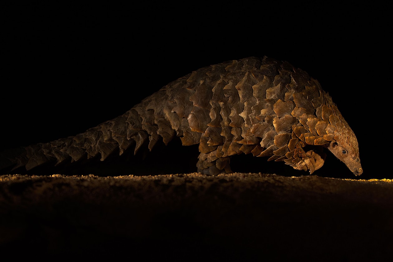 2015 Wildlife Photographer of the Year Winners