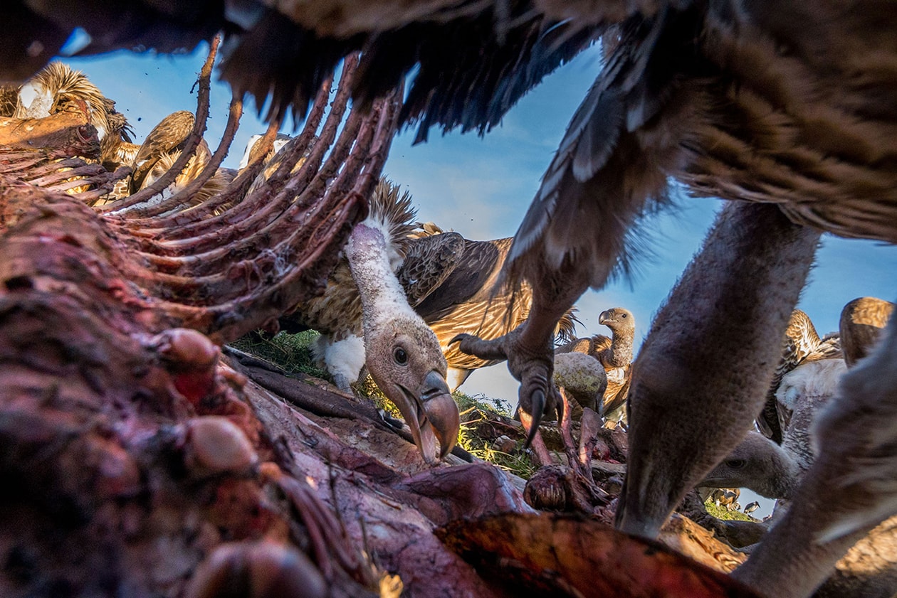 2015 Wildlife Photographer of the Year Winners