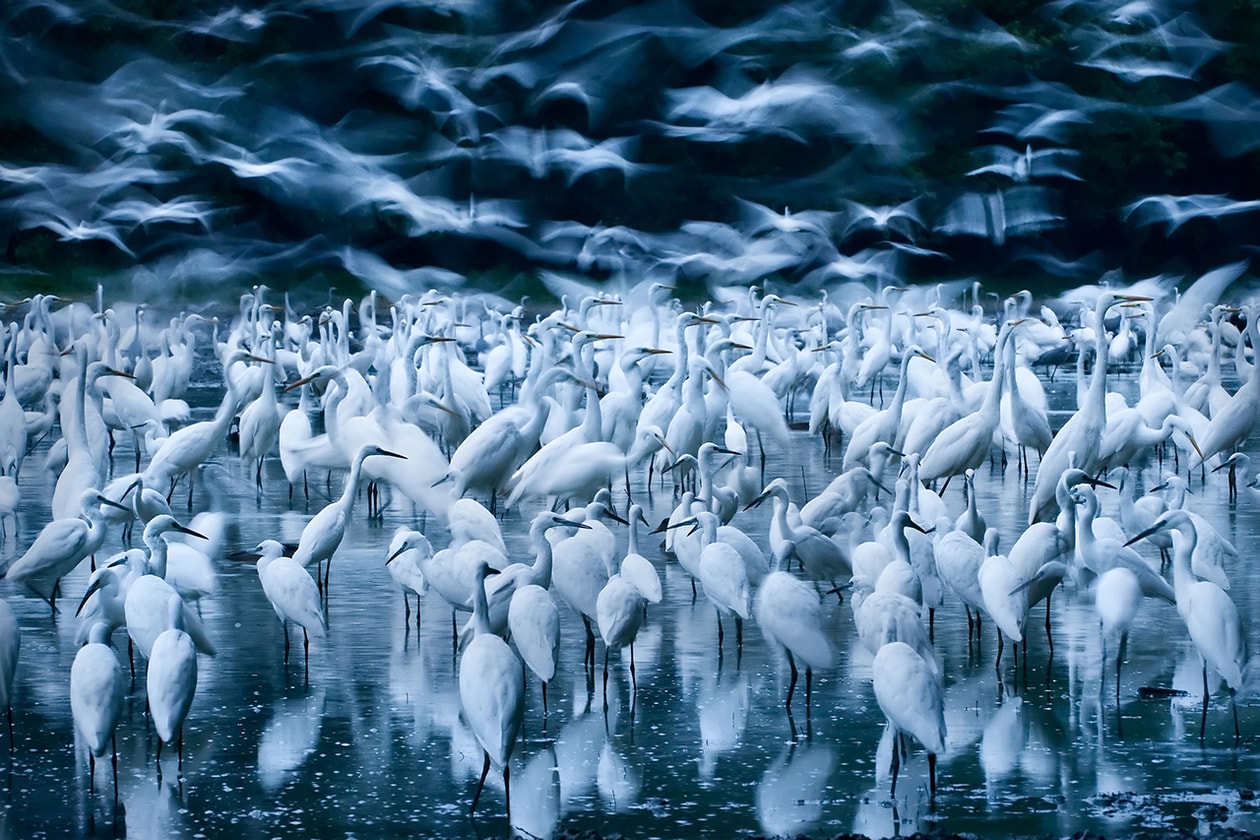 2015 Wildlife Photographer of the Year Winners