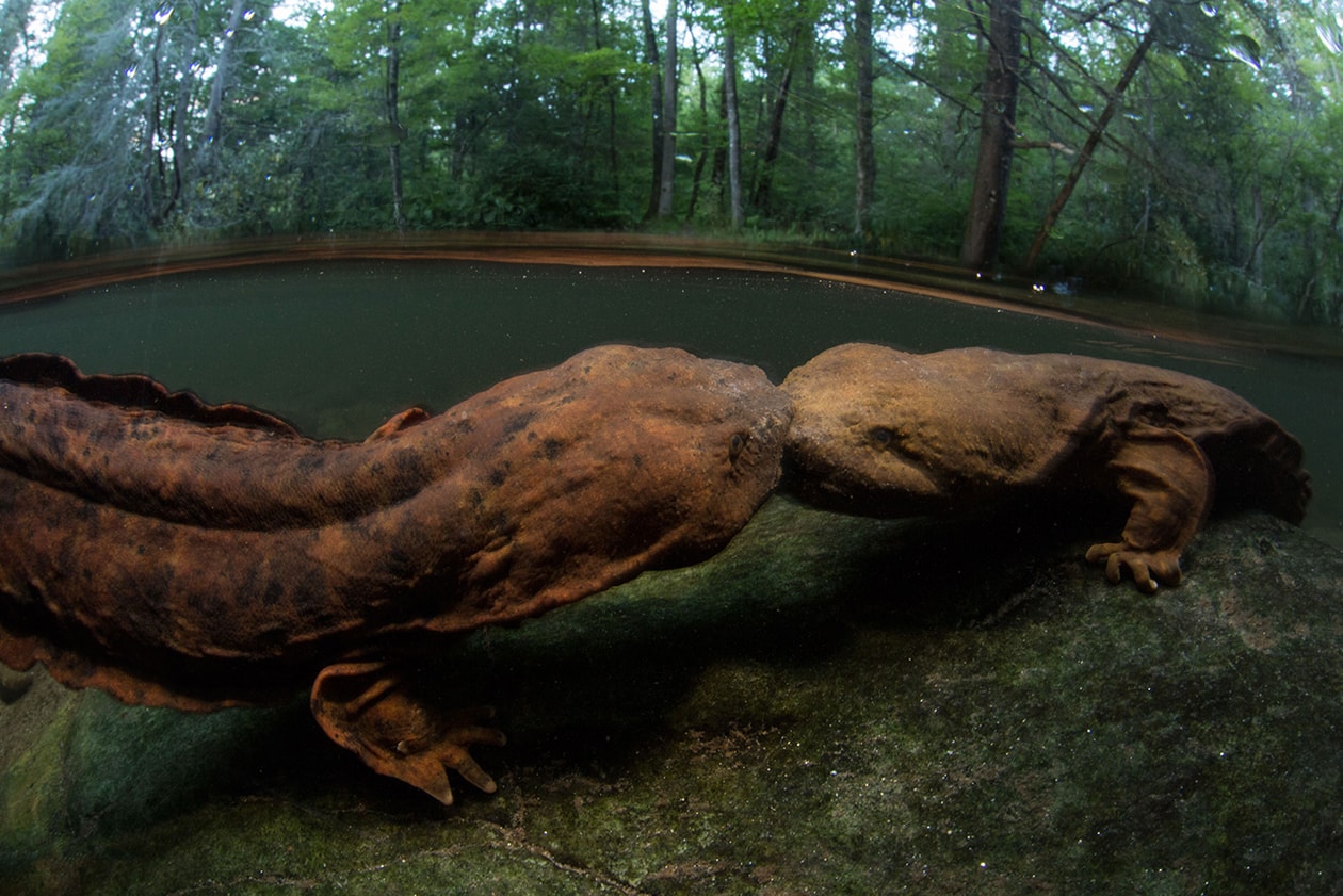 2015 Wildlife Photographer of the Year Winners