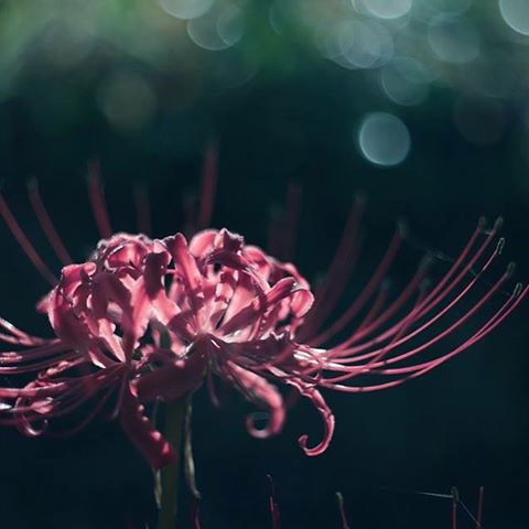 Instagramの投稿1万点を展示するSHiKAKUi PHOTO AWARDS