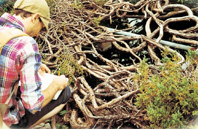 nonnative-2009-spring-summer-1