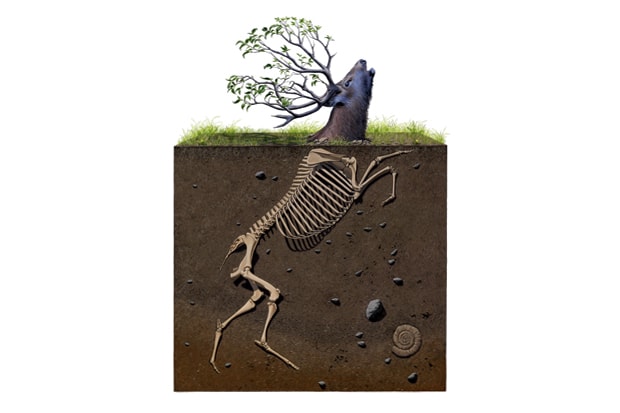 Josh Keyes "Magician's Garden" Exhibition @ Fecal Face Dot Gallery