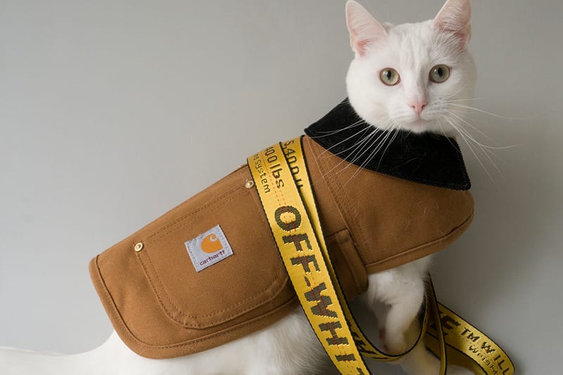 Meet Instagram's Most Streetwear-Savvy Pet, Zappa the Cat