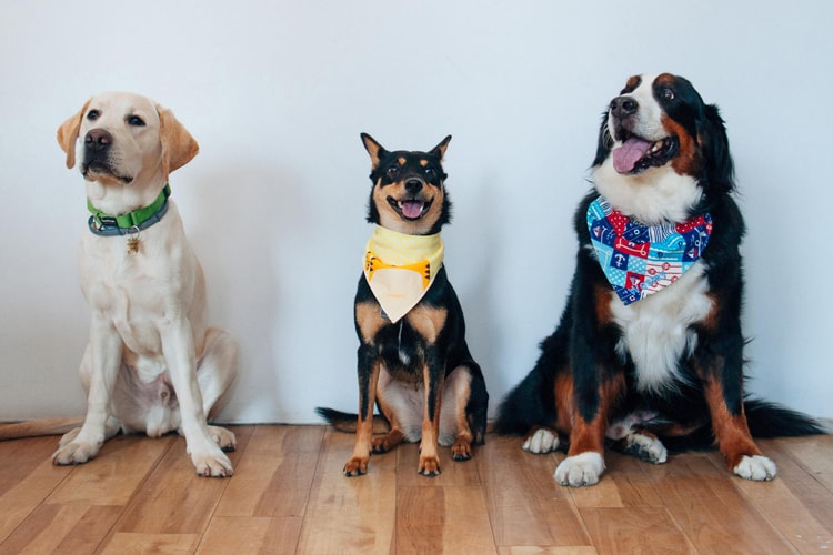 Who's a Good Boy? Here's How Four Dogs Celebrated Chinese New Year