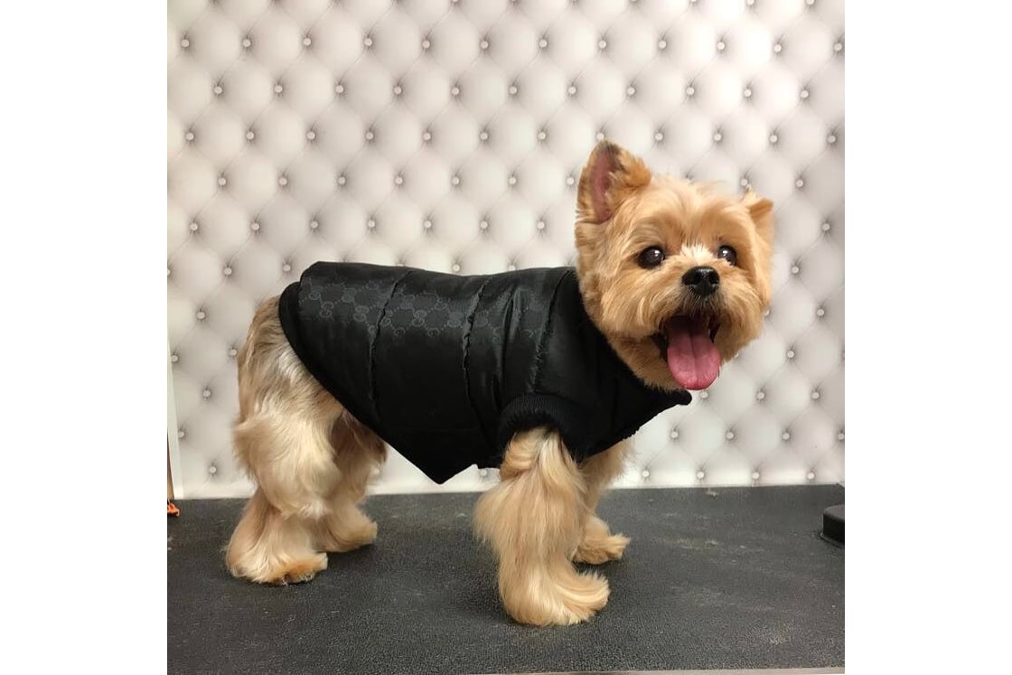 Fashion Designer Celebrity Pet Dogs louis vuitton borsone Louis Vuitton Trainer Monogram Denim Light Blue Lunar Kim Kardashian North West Sushi Jones Louis Vuitton Shiba Inu Gugu Irene Kim Biggie Zendaya Noon Missy Elliot Gucci Hoodie Alessandro Michele Bosco Orso