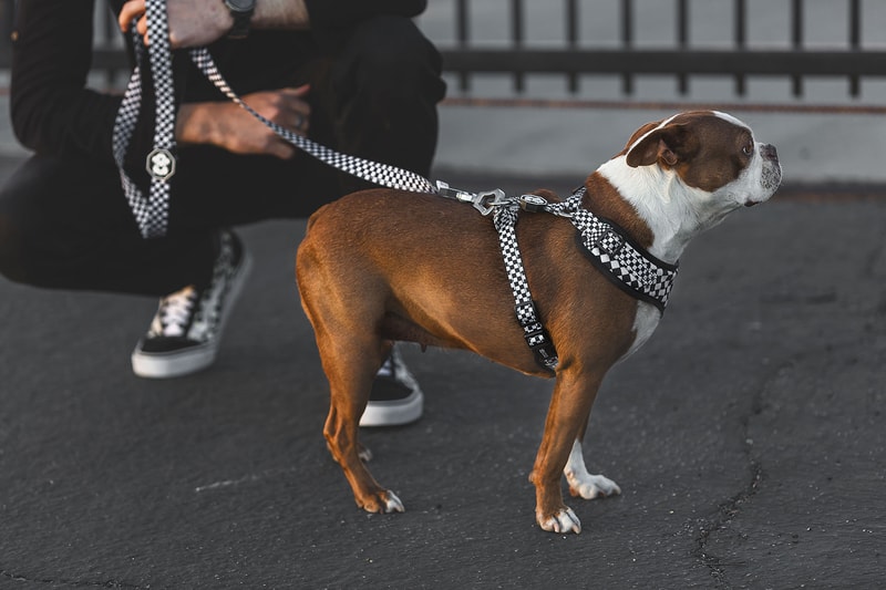 Fresh Pawz Streetwear Dogs Gucci Hermes Off White Supreme Anti Social Social Club