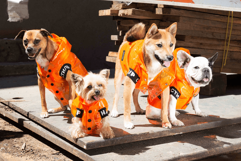 Heron Preston Launches Adorable Dog Clothing Collaboration With Very Important Puppies