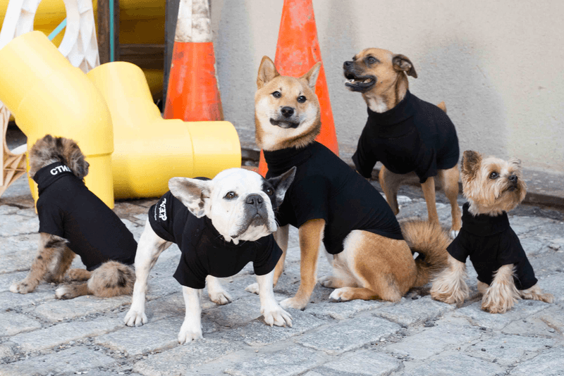 Heron Preston Very Important Puppies Dog Accessories