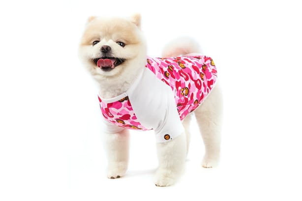BAPE's Baby Milo Just Dropped More Adorable Pet Accessories