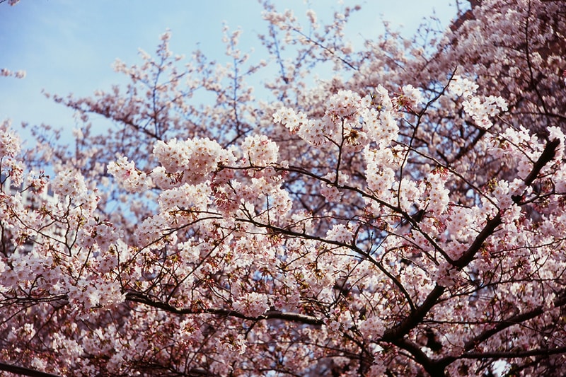 Cherry Blossom Sakura Japan Tokyo Meguro River Megurokawa Kawa Nakameguro Promenade Viewing Spot Best Pink Flowers Bloom Spring Hanami 