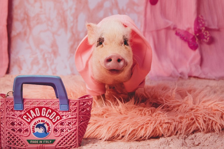 Very Important Puppies x GCDS Have Officially Dropped Their Luxury Pet Collab