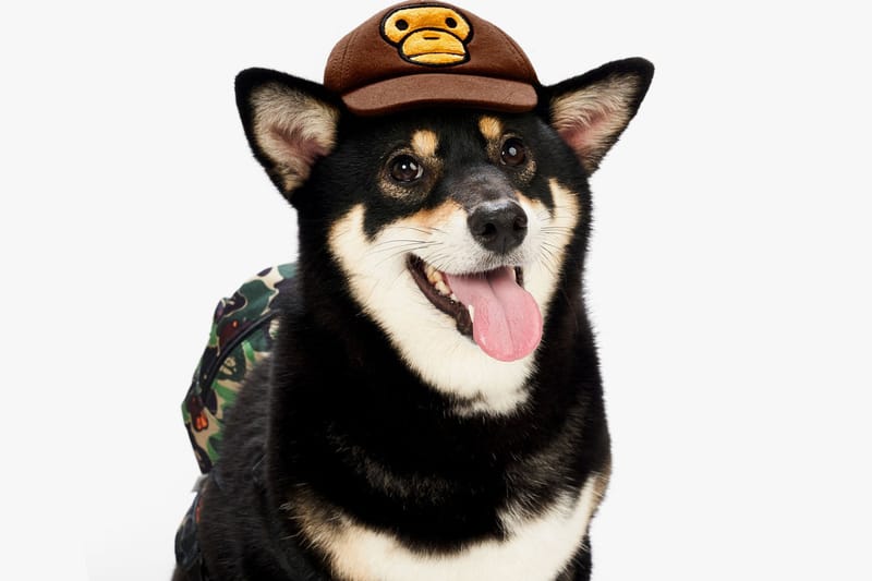 Baby Milo Just Launched the Most Adorable Pet Accessories for SS19