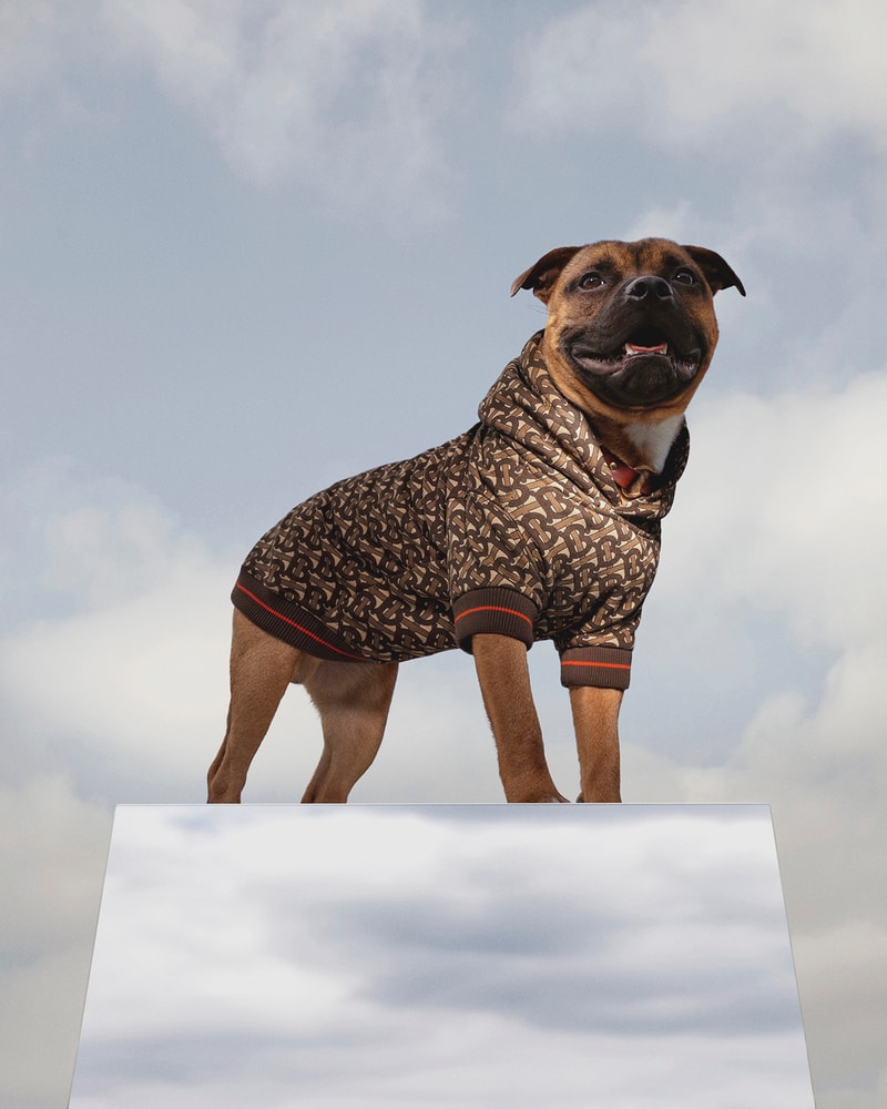 burberry b series dog puppy monogram hoodie