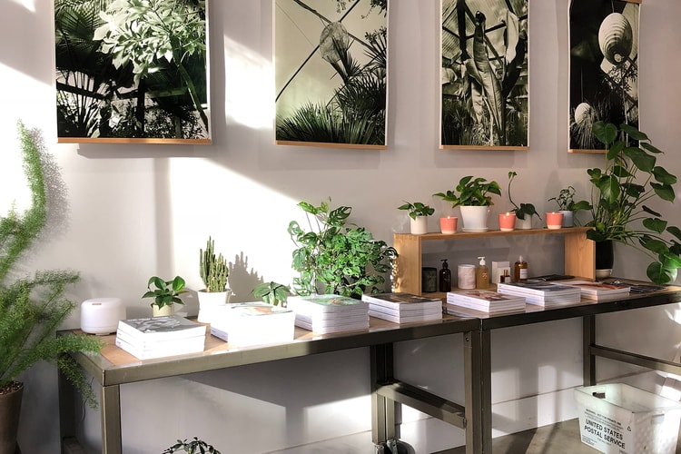 These Are 13 of the Easiest, Beginner-Friendly House Plants to Grow in Your Home