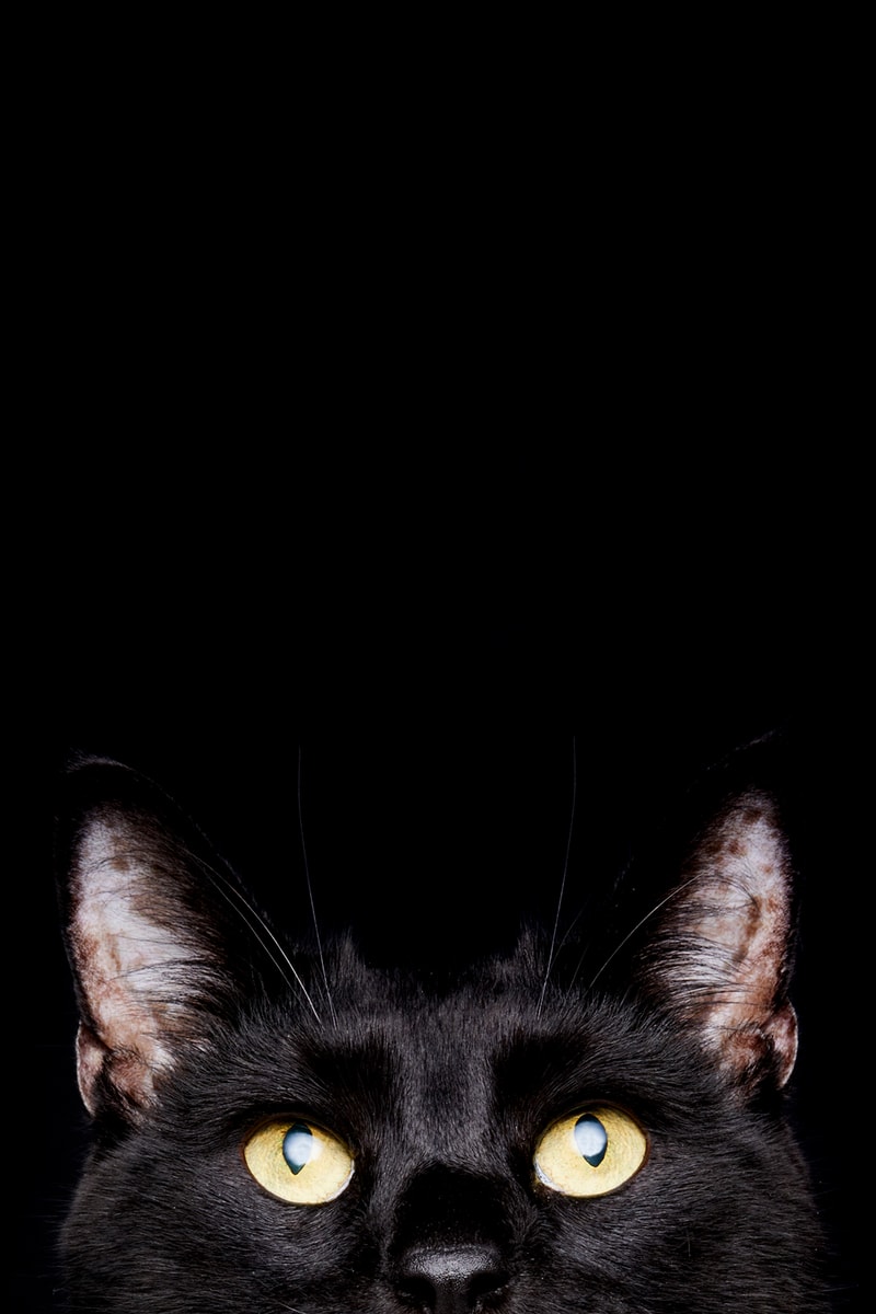 hourglass cosmetics eye to eye campaign makeup cat