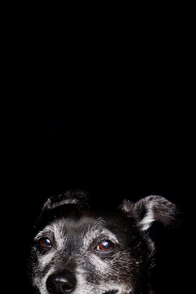 hourglass cosmetics eye to eye campaign makeup dog puppy