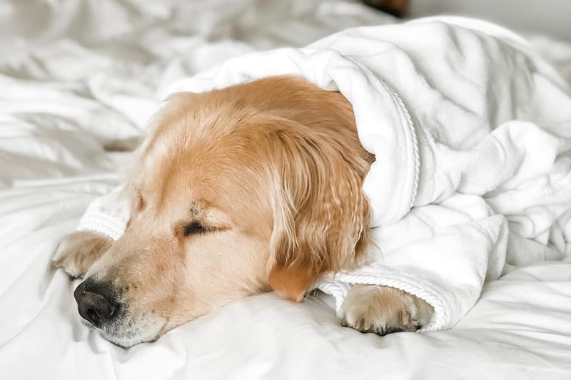 6 Luxury Hotels That Will Give Your Dogs & Cats 5-Star Treatment