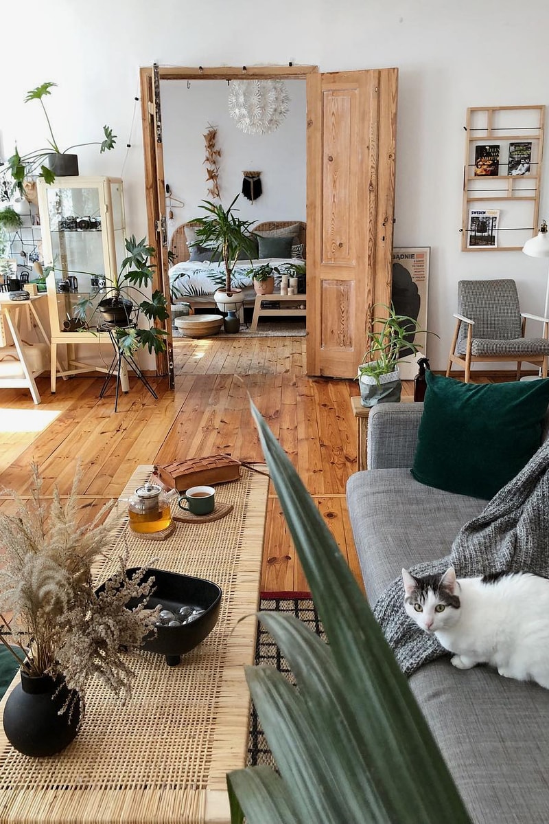 interior decoration decor plants living room cat plants couch coffee table chair door bedroom