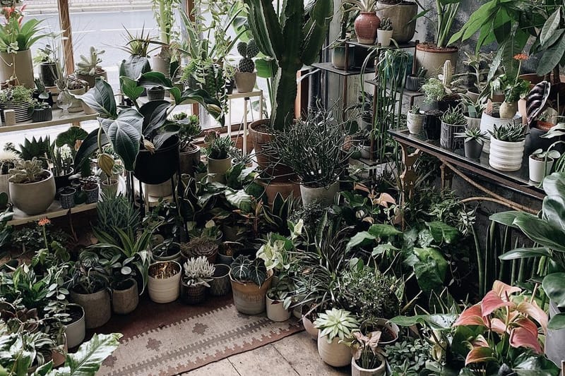 Here Are the Best Instagram Accounts to Follow for Plant Inspo