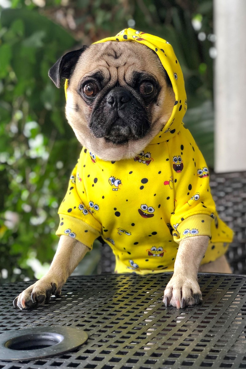 SpongeBob x Fresh Pawz Dog Clothing Collection SB All Over Hoodie
