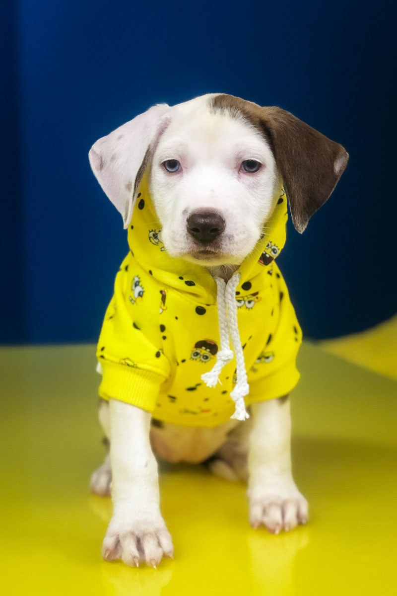 SpongeBob x Fresh Pawz Dog Clothing Collection SB Face Hoodie