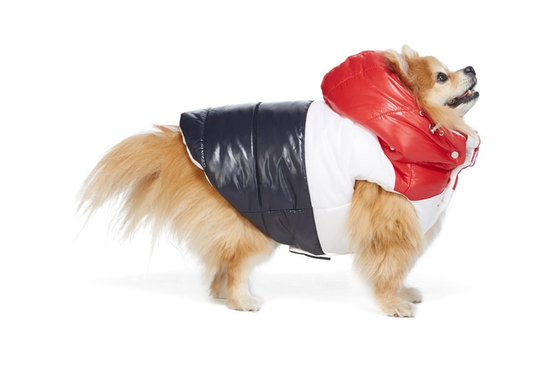 SSENSE Dog Clothing Moncler Genius Jacket Striped Couture Edition