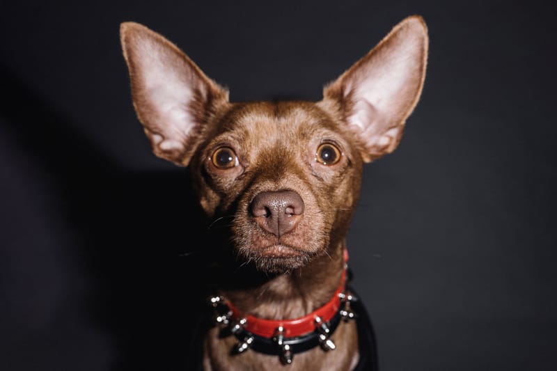 Upgrade Your Pet's Wardrobe With These Stylish Dog Clothing and Accessory Brands