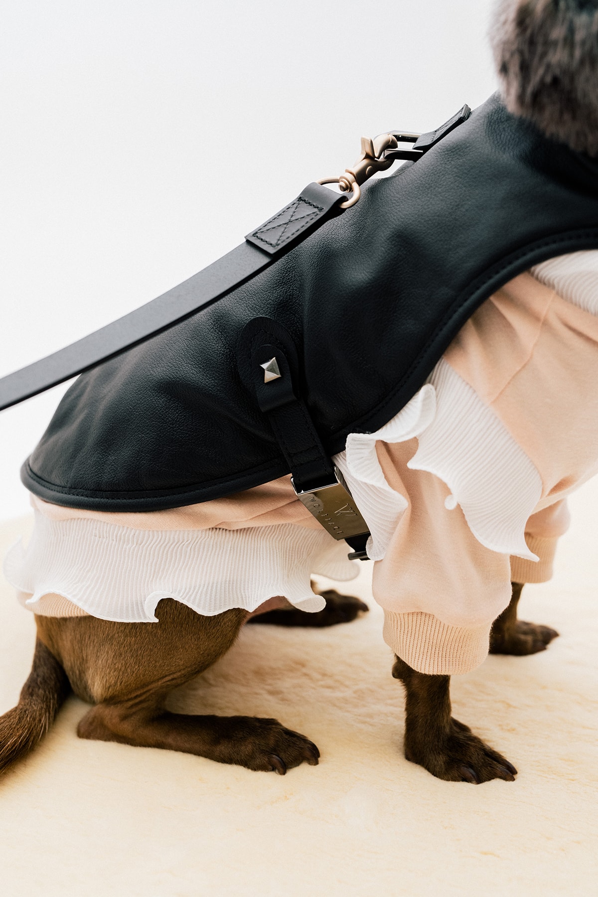 The 10 Best Dog Clothing and Accessory Brands HYPEBAE