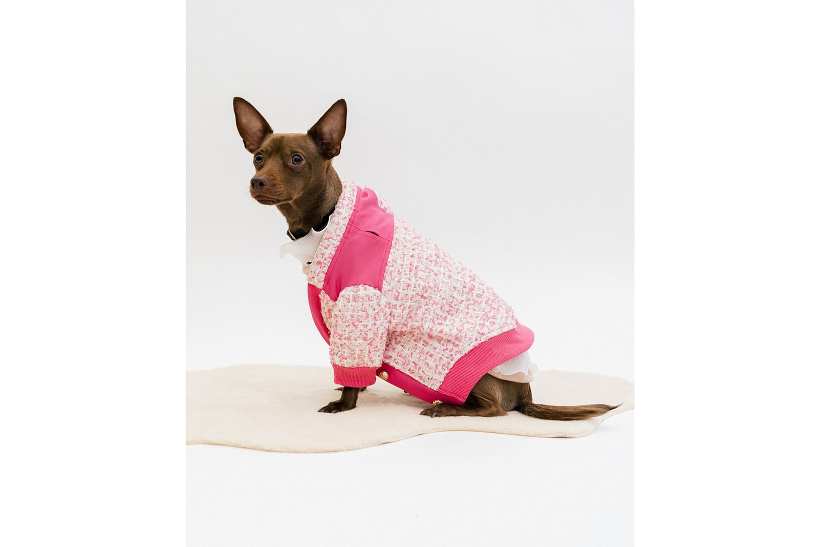 The 10 Best Dog Clothing And Accessory Brands Hypebae
