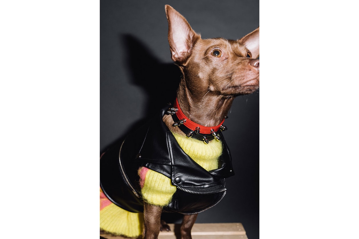 Best Dog Clothing Accessory Brands Muttropolis Studded Collar