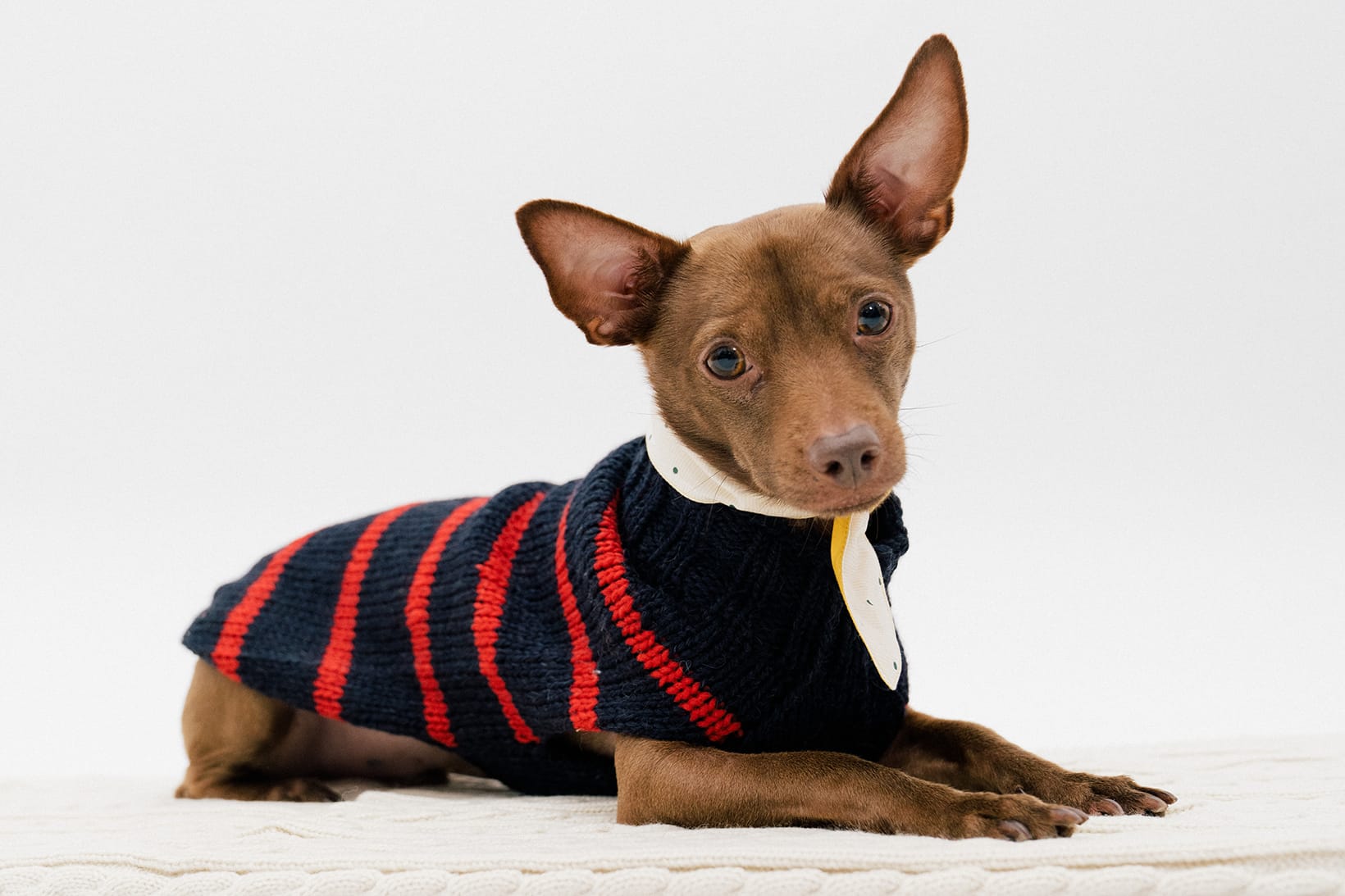 Dog Clothing and Accessory Brands 