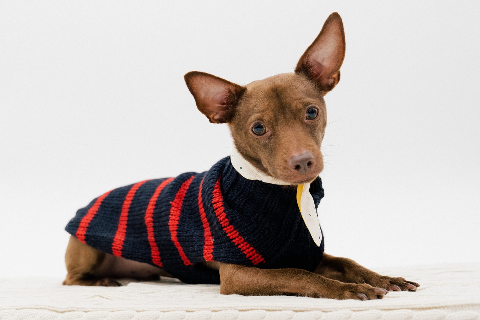 The 10 Best Dog Clothing And Accessory Brands Hypebae The 10 Best Dog Clothing And Accessory Brands Hypebae
