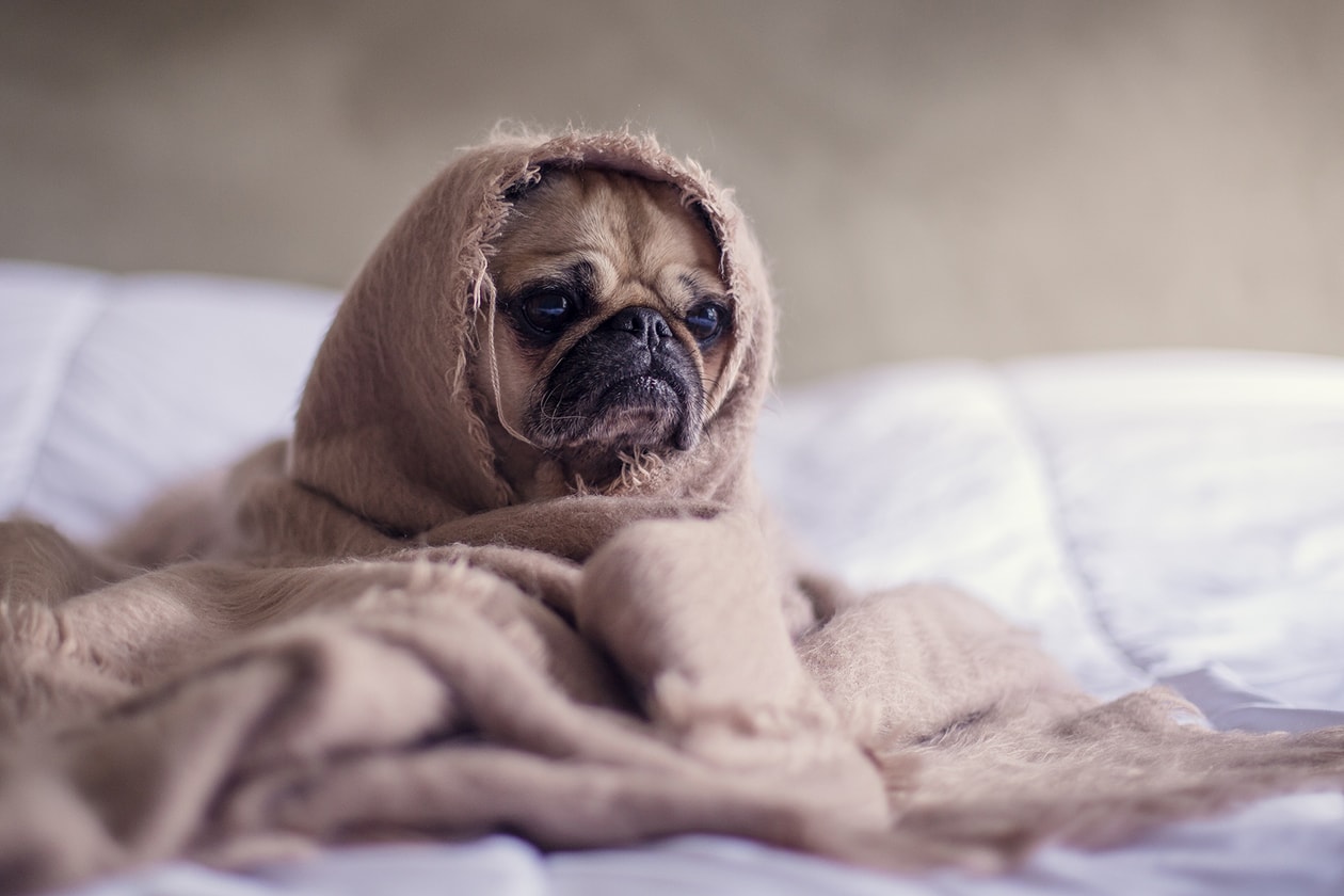 Sleep Bed Dog Pug Blanket Insomnia