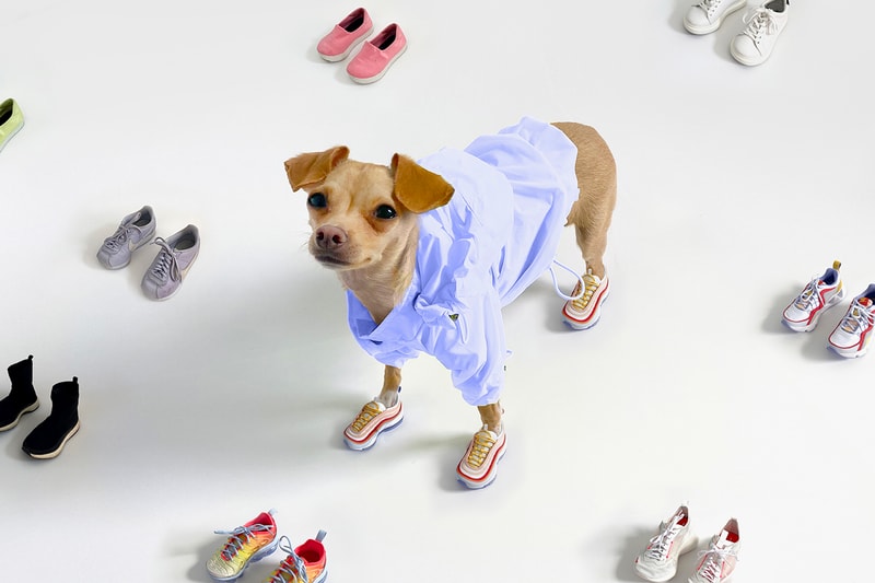 Boobie Billie Instagram Dog Fashion Influencer Style Sneakers Nike Air Max Balenciaga Sock Runner Pet Clothes Shoes Chihuahua 