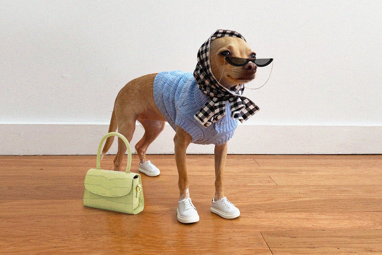 Boobie Billie Instagram Dog Fashion Influencer Style Sneakers Nike Air Max Balenciaga Sock Runner Pet Clothes Shoes Chihuahua 