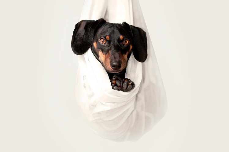 10 Fun TikTok Challenges to Try With Your Pet at Home