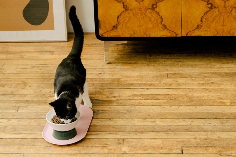 Cat Person NYC Animal Care Center Donation Program Adoption Kittens Cats Food Toys