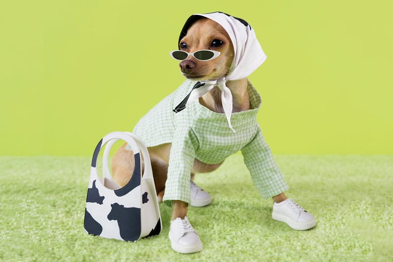 Boobie Billie the Fashion Dog Launches Her Own Brand