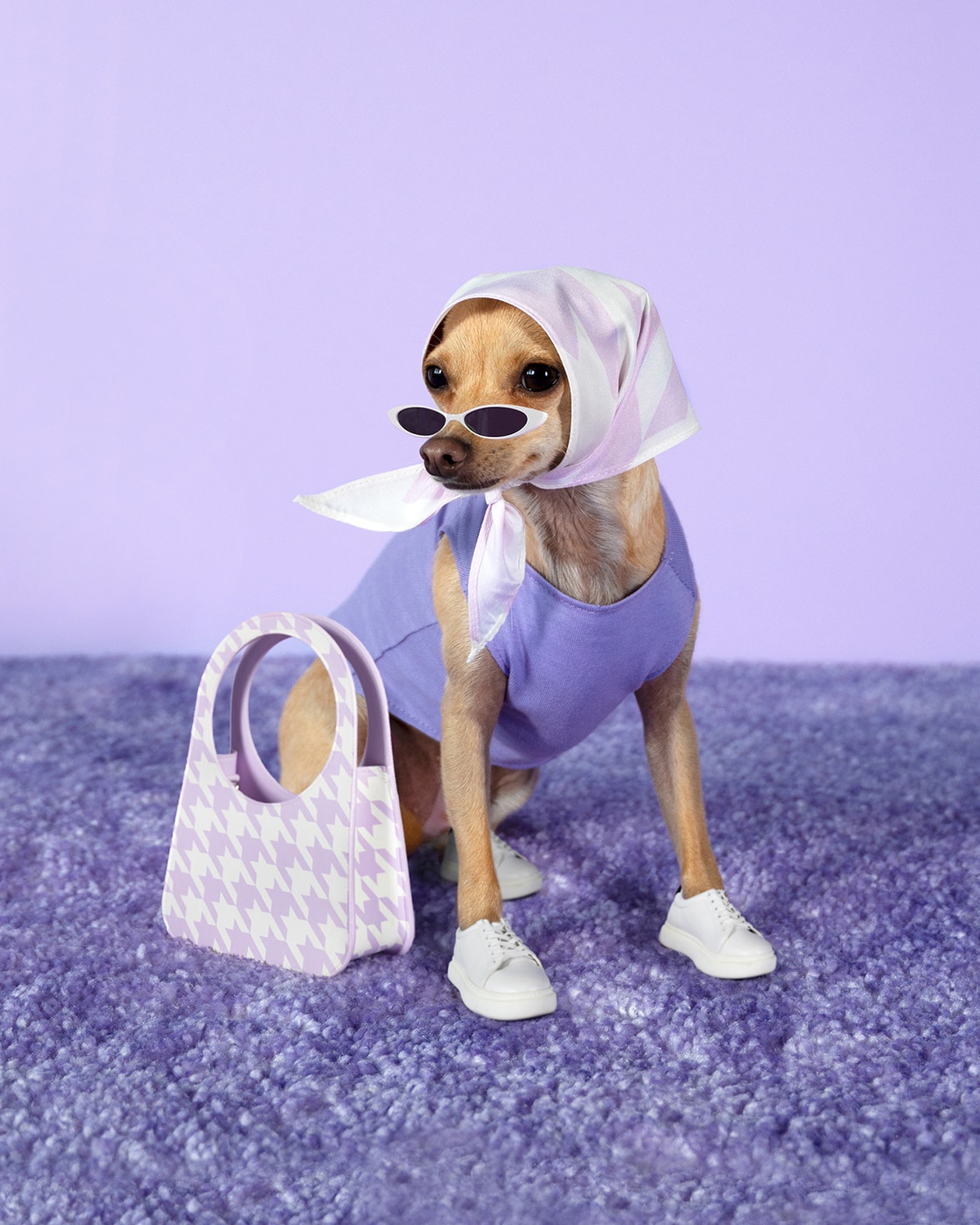 Boobie Billie Instagram Dog Fashion Influencer Style Chihuahua Sneakers Sunglasses Headscarf Cow Print Bag
