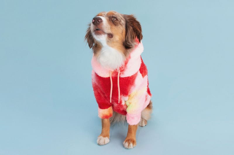 Pet Boutique Little Beast Launches Fall Fashion Line for Dogs