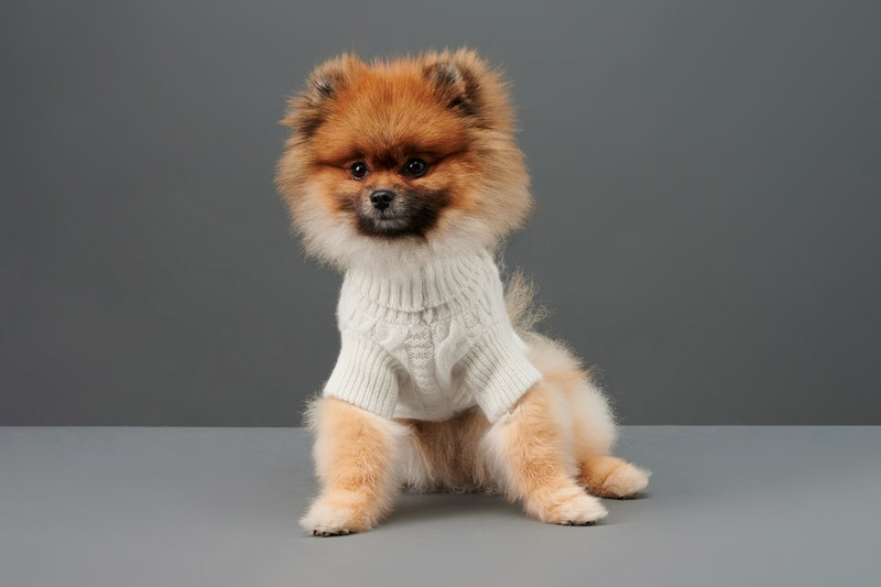 The Barkers Dog Clothing Rex Trench Coat White