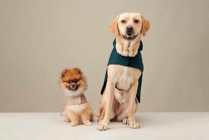 The Barkers Dog Clothing Rex Trench Coat White