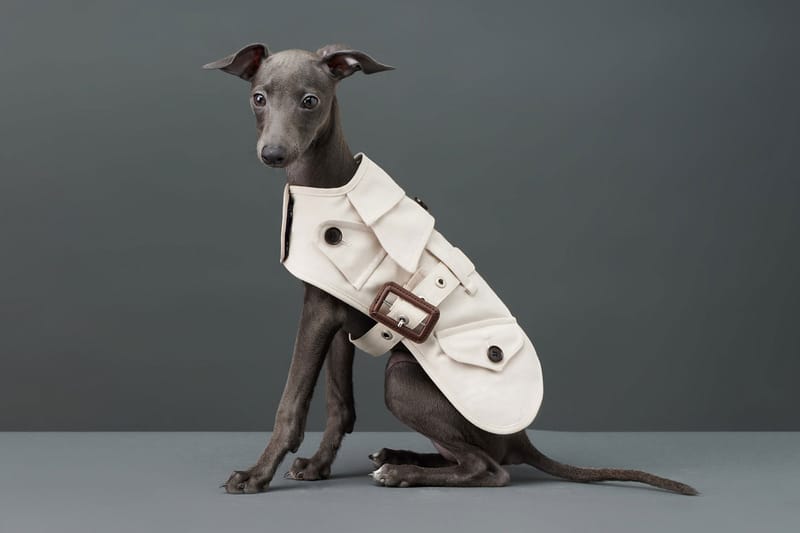 Get Your Dog Fall-Ready With The Barkers' Luxurious Canine Clothing Collection