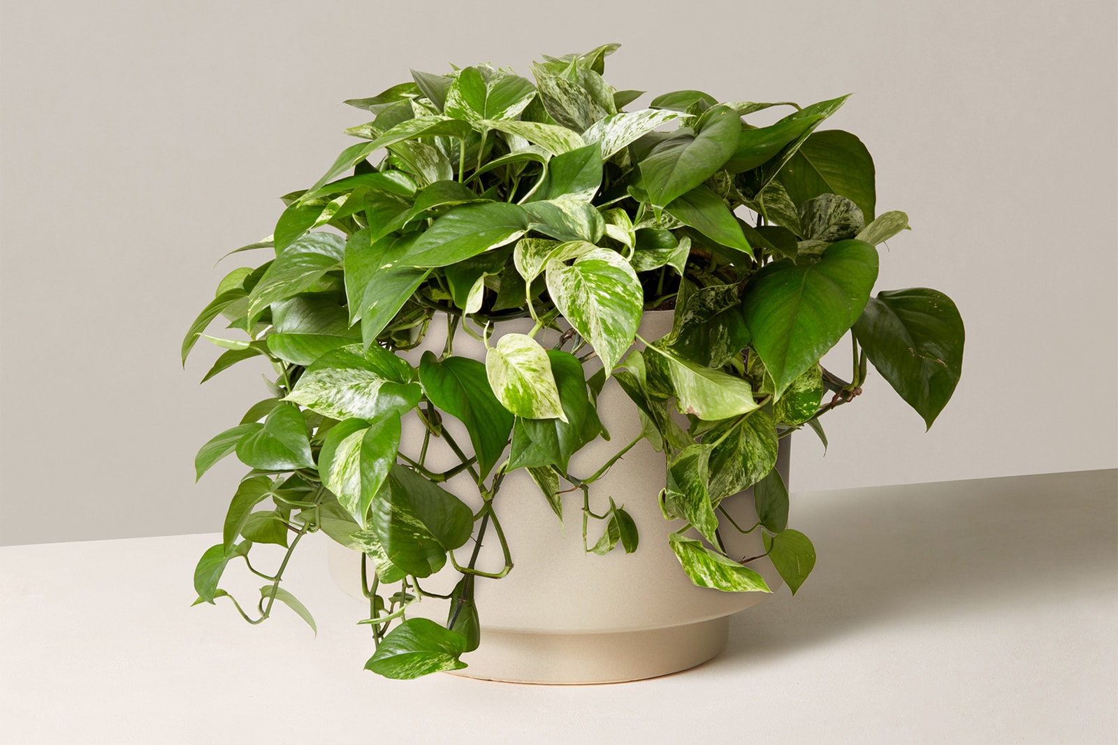 37+ Interior Indoor Tree Identification PNG