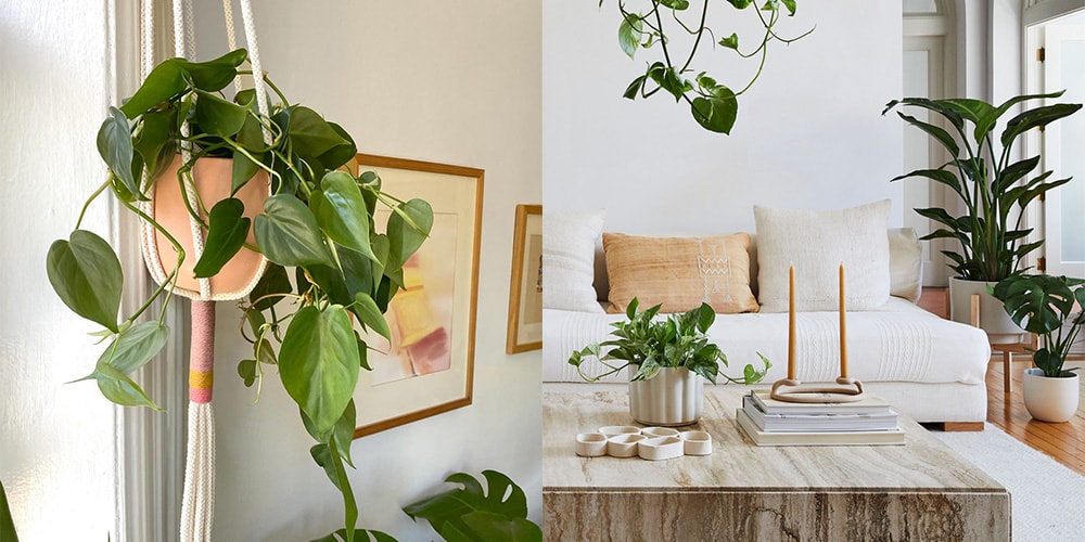 5 Best Indoor Hanging Plants to Add to Your Home | Hypebae